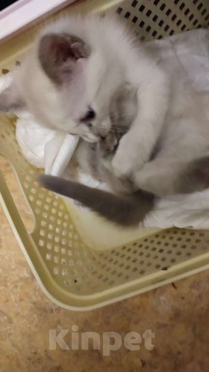 Кошки в Москве: Веселая кошечка Сноу шу Девочка, Бесплатно - фото 3