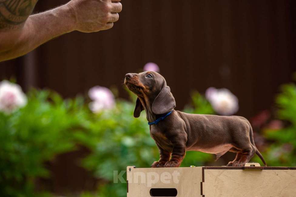 Собаки в Москве: Очаровательный щенок карликовой таксы  Мальчик, 60 000 руб. - фото 2
