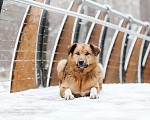Собаки в Москве: Ищет дом Тим - верный друг и надежный товарищ. Мальчик, Бесплатно - фото 3