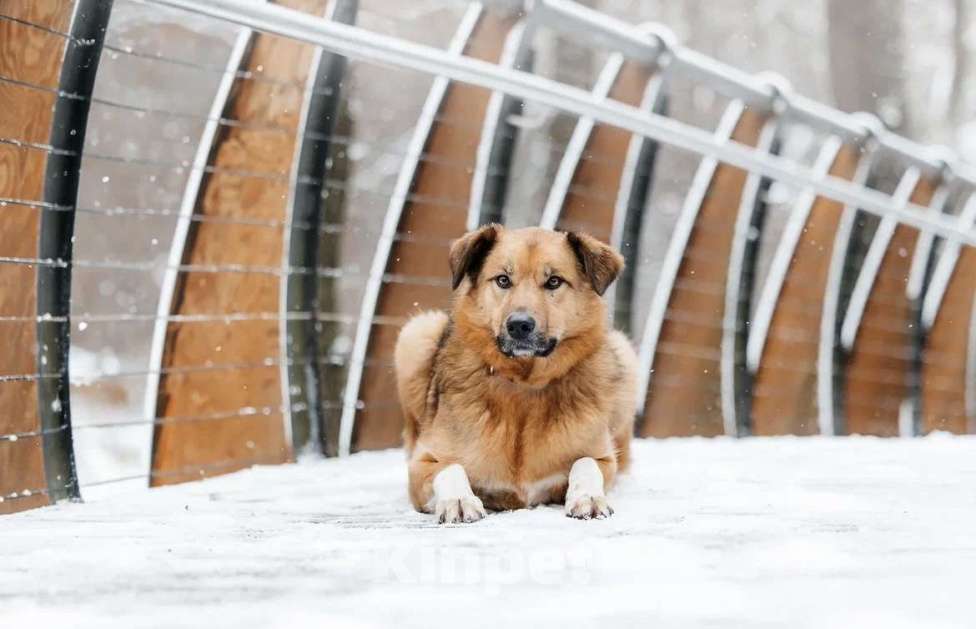 Собаки в Москве: Ищет дом Тим - верный друг и надежный товарищ. Мальчик, Бесплатно - фото 3