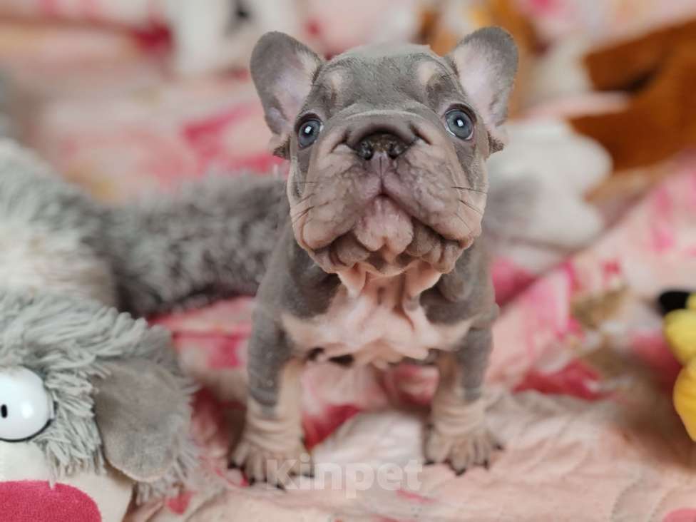 Собаки в Санкт-Петербурге: Шикарный лиловый мальчик  Мальчик, 120 000 руб. - фото 5