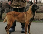 Собаки в других городах Ростовской области: Бельгийская овчарка (малинуа) Мальчик, 33 000 руб. - фото 1