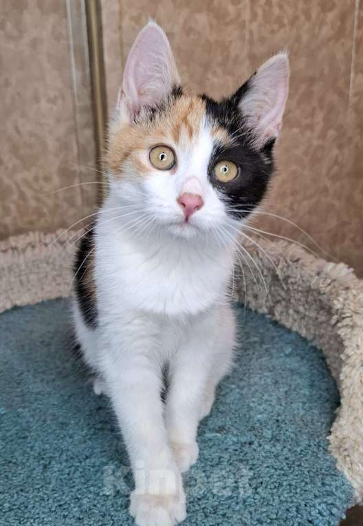 Кошки в Москве: Котёнок с трехцветной мордашкой в добрые руки  Девочка, Бесплатно - фото 4