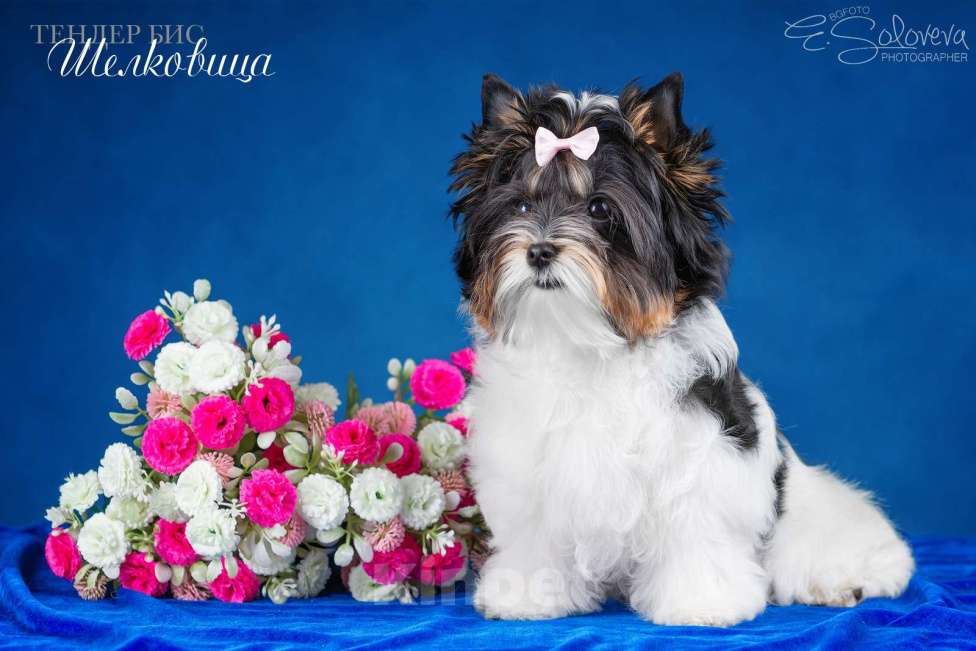 Собаки в Санкт-Петербурге: Бивер терьер Девочка, 80 000 руб. - фото 5