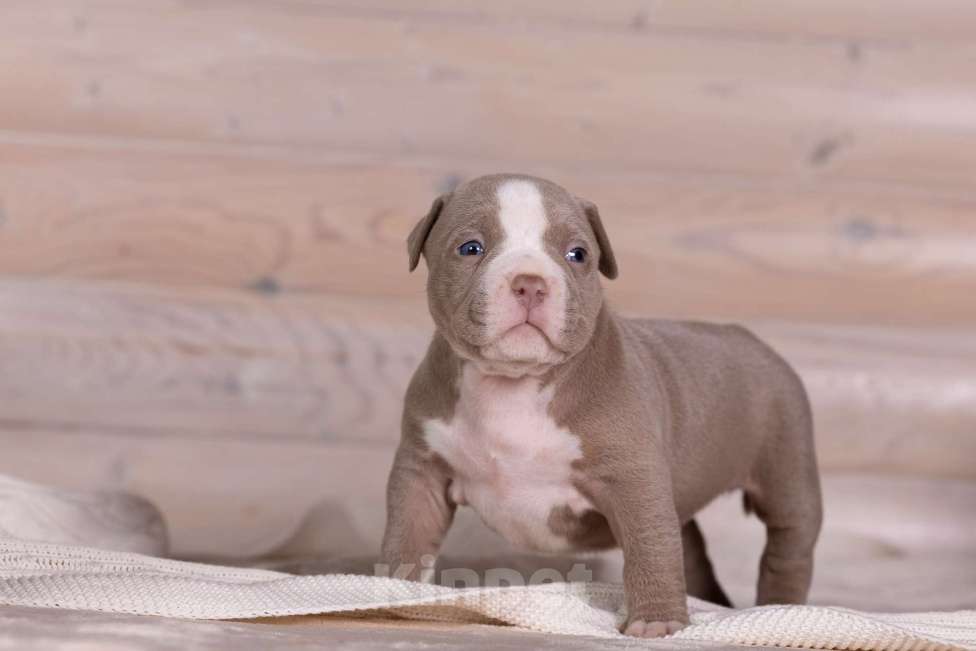 Собаки в Королеве: Американский булли Девочка, 180 000 руб. - фото 1