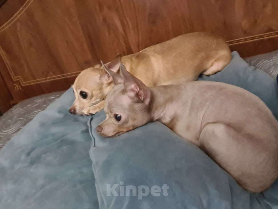 Собаки в Москве: Принцесса 2 Девочка, 20 000 руб. - фото 2