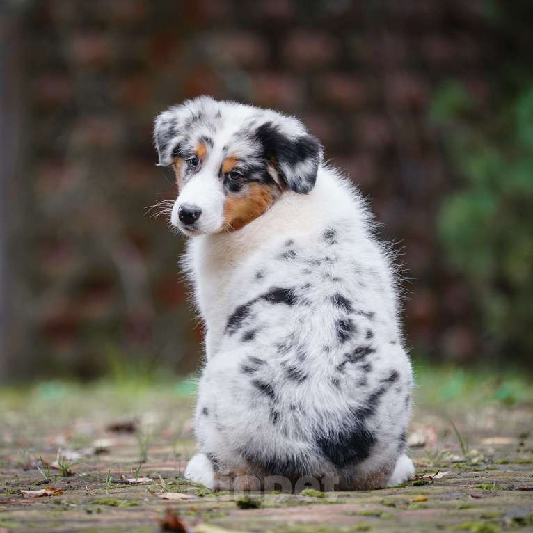 Собаки в Звенигороде: Щенки австралийской овчарки   Мальчик, 90 000 руб. - фото 3