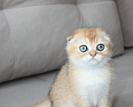 Кошки в Чебоксарах: Шотландский вислоухий котик Мальчик, 15 000 руб. - фото 3