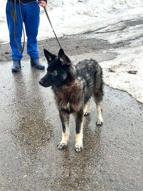 Собаки в Москве: Жизнерадостный пёс Мартин в добрые руки Мальчик, Бесплатно - фото 3