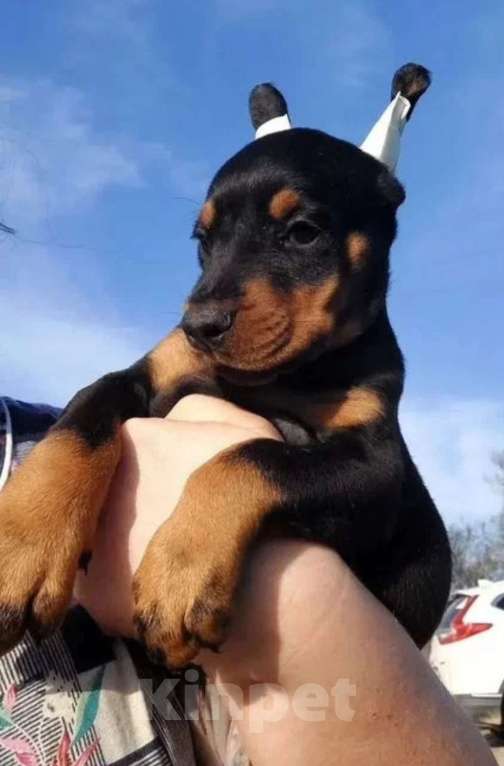 Собаки в Санкт-Петербурге: Доберман Мальчик, 65 000 руб. - фото 1