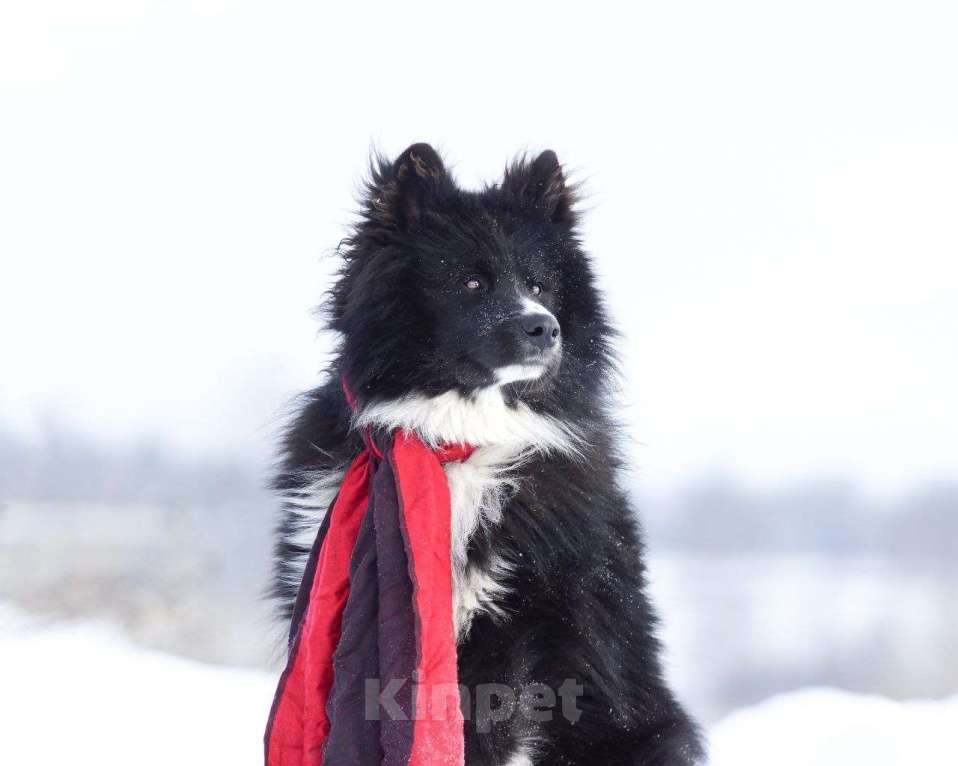 Собаки в Ногинске: Малыш - лохматое чудо в дар Мальчик, Бесплатно - фото 3