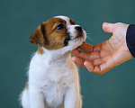 Собаки в Калининграде: Щенок джек рассел терьера Девочка, 60 000 руб. - фото 2