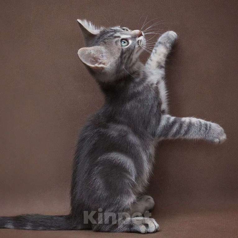 Кошки в Москве: Серебряный котенок в бенгальскую полосочку Мальчик, Бесплатно - фото 4