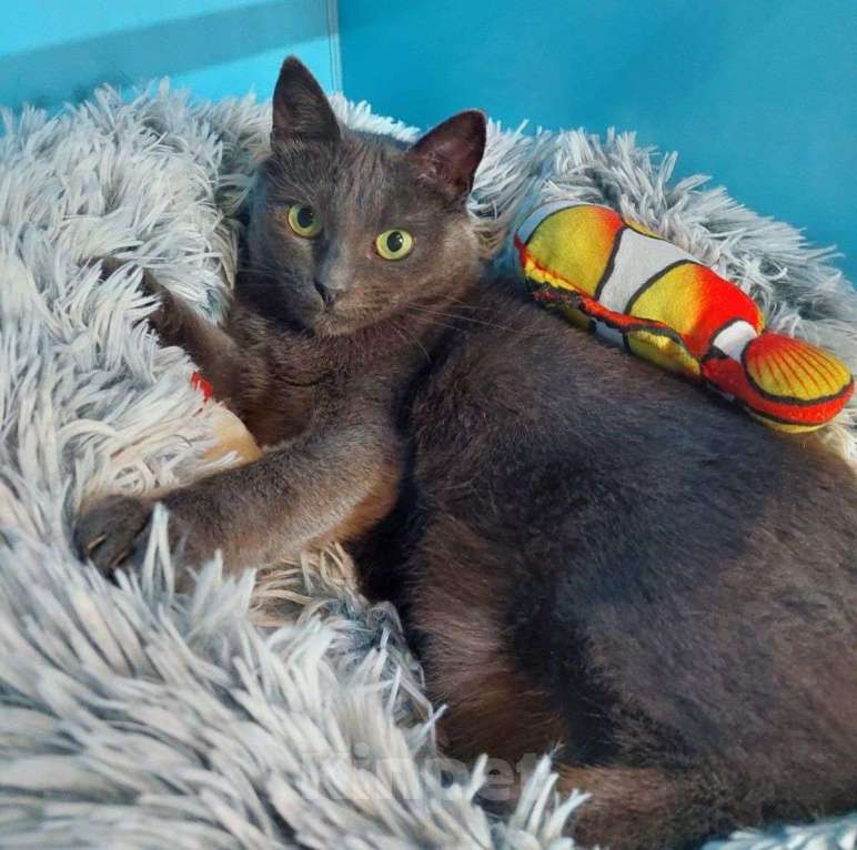 Кошки в Москве: Больше полугода Крышка живет в четырех стенах бокса.. Девочка, Бесплатно - фото 5