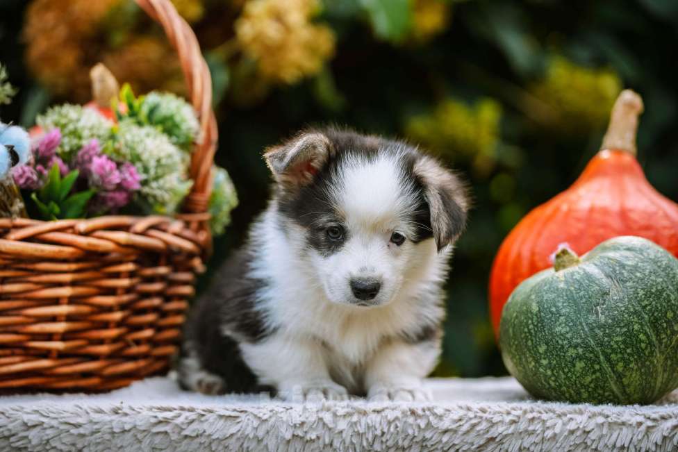 Собаки в Новосибирске: Вельш Корги Пемброк Моргана ле Фэй Девочка, 65 000 руб. - фото 3