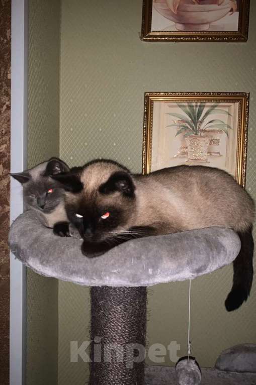 Кошки в Ярославле: Потерялся кот Мэт  Мальчик, 5 000 руб. - фото 3