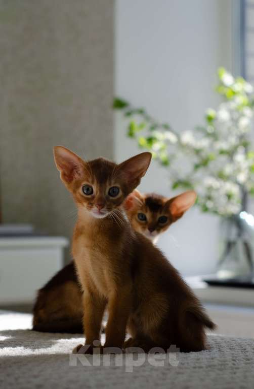 Кошки в Москве: Абиссинский котенок Девочка, 50 000 руб. - фото 2