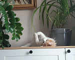 Кошки в Ижевске: Пушистый милаха Мальчик, Бесплатно - фото 5