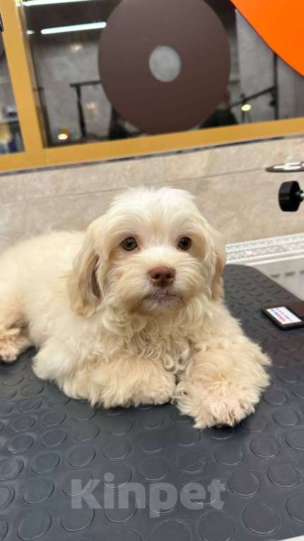 Собаки в Москве: Русская цветная болонка Мальчик, 40 000 руб. - фото 1