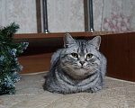 Кошки в Саратове: Кошка британской породы Девочка, 20 руб. - фото 2