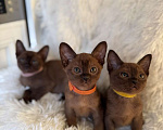 Кошки в Москве: Бурманские котята девочки Девочка, 55 000 руб. - фото 2