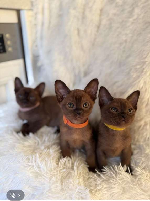 Кошки в Москве: Бурманские котята девочки Девочка, 55 000 руб. - фото 2