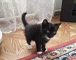 Кошки в Бийске: Котёнок ищет дом  Девочка, Бесплатно - фото 2