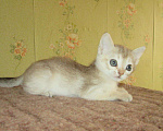 Кошки в Ливны: котята, 40 000 руб. - фото 4