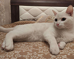 Кошки в Александровске-Сахалинском: Красивейший белый кот в добрые руки , Бесплатно - фото 1
