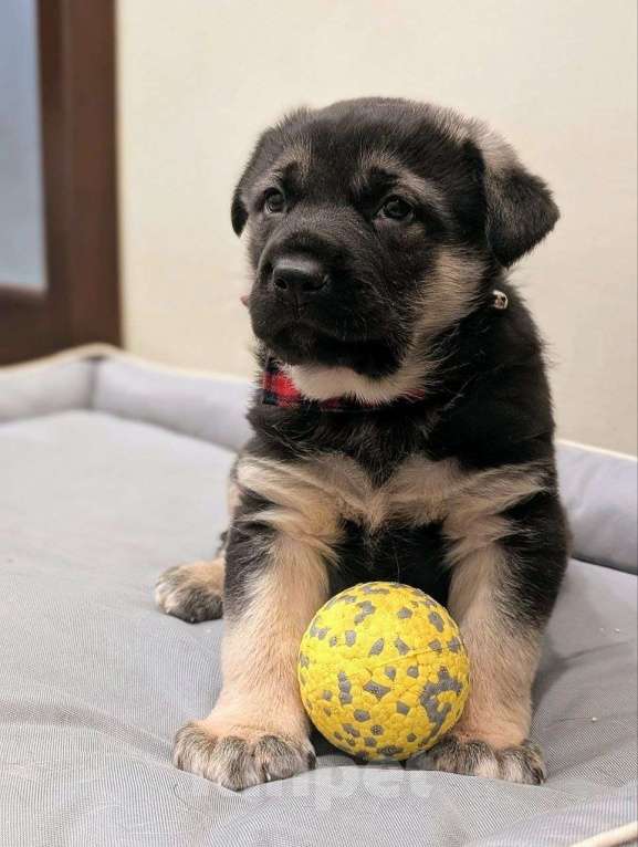 Собаки в Санкт-Петербурге: Щенята ищут свои любящие семьи! Мальчик, Бесплатно - фото 3