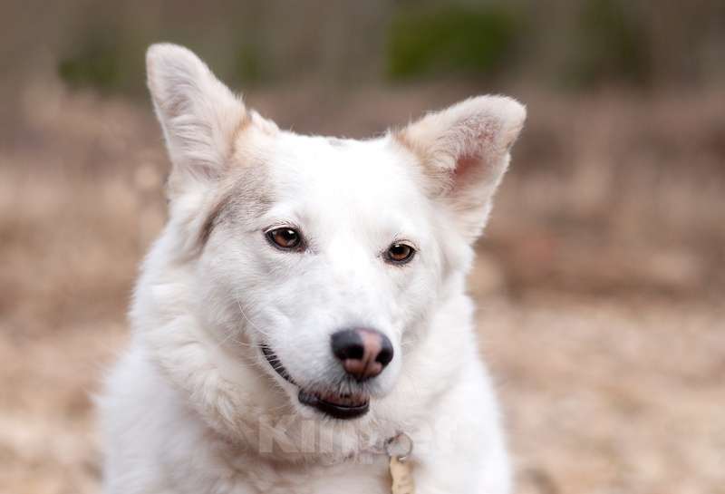 Собаки в Москве: Прекрасная домашняя собачка Шарлотта в дар Девочка, 1 руб. - фото 6