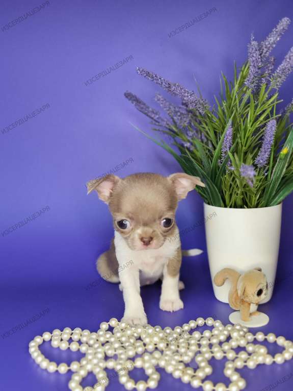 Собаки в Москве: Мини девочка чихуахуа  Девочка, Бесплатно - фото 1