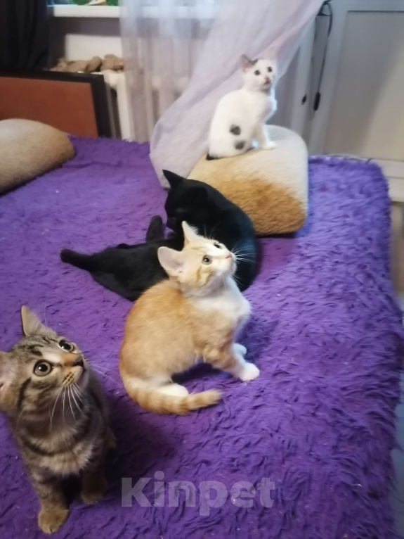 Кошки в Томске: Забавный рыжик Мальчик, 10 руб. - фото 3