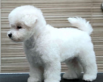 Собаки в Москве: Бишон фризе белоснежный мальчик Мальчик, 150 000 руб. - фото 1