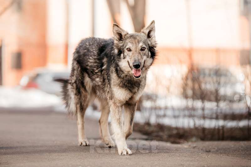 Собаки в Москве: Метис бордер-колли Леди в добрые руки Девочка, 1 руб. - фото 4