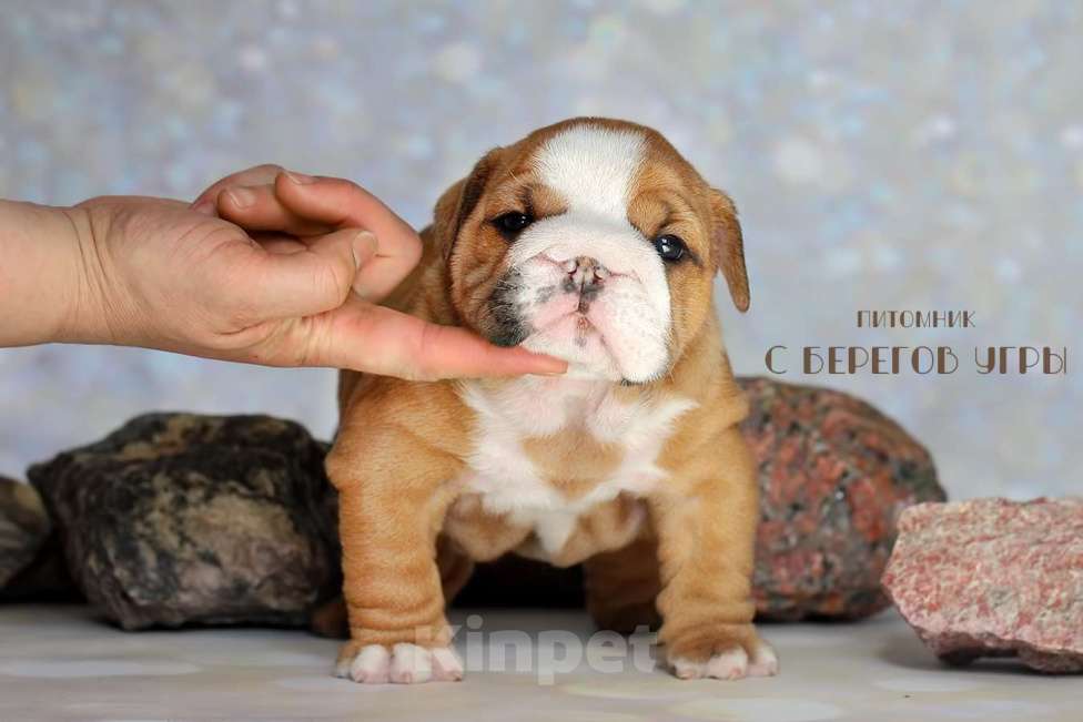 Собаки в Калуге: Щенок Английского бульдога Мальчик, 100 000 руб. - фото 3