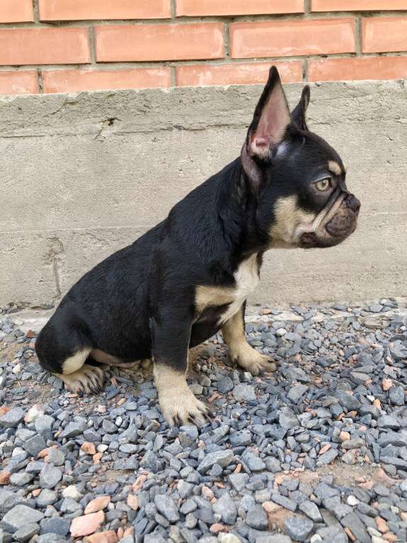 Собаки в Ростове-на-Дону: Мальчик - Какао с подпалом  Мальчик, Бесплатно - фото 3
