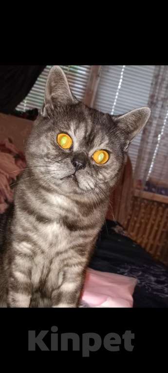 Кошки в Сарове: Потерялась Шотландская кошечка  Девочка, 500 руб. - фото 2