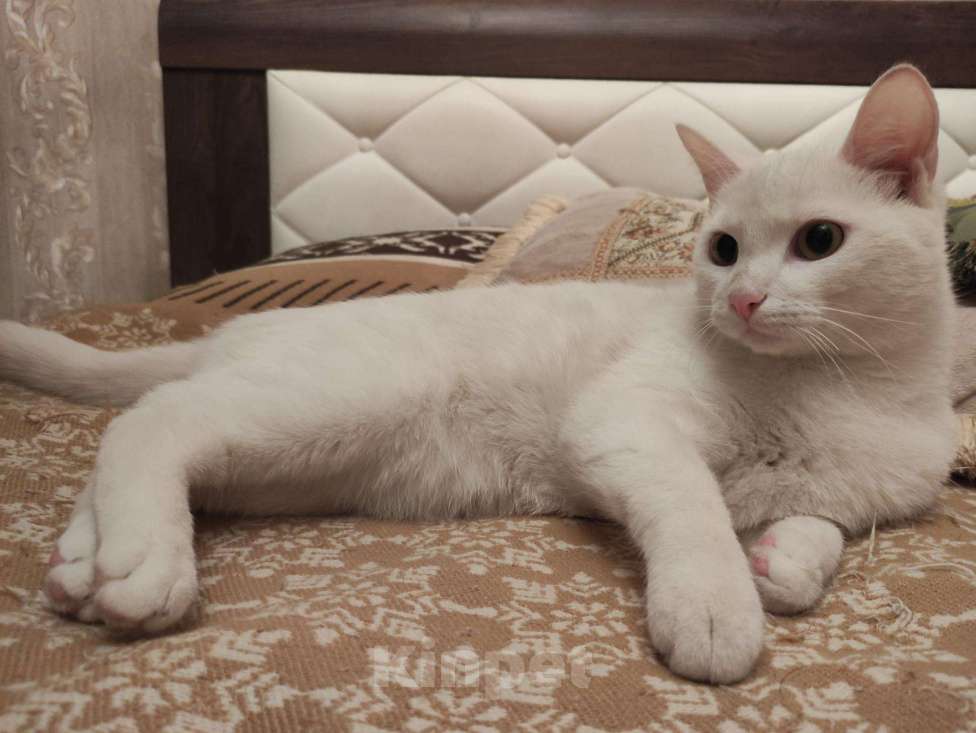 Кошки в Александровске-Сахалинском: Красивейший белый кот в добрые руки , Бесплатно - фото 1