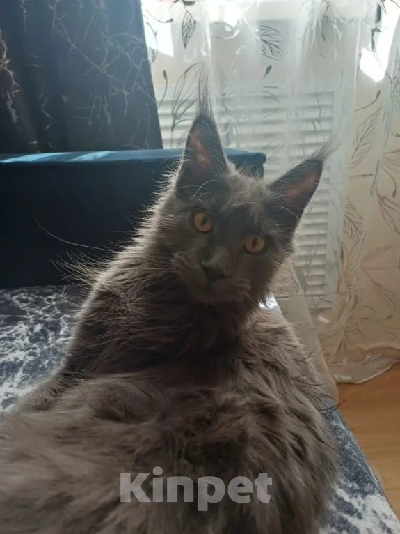 Кошки в Пятигорске: Продам кошечку Девочка, 17 000 руб. - фото 2