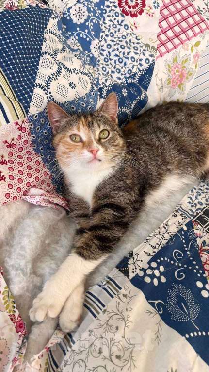 Кошки в Москве: кошка Диона ищет дом Девочка, Бесплатно - фото 3