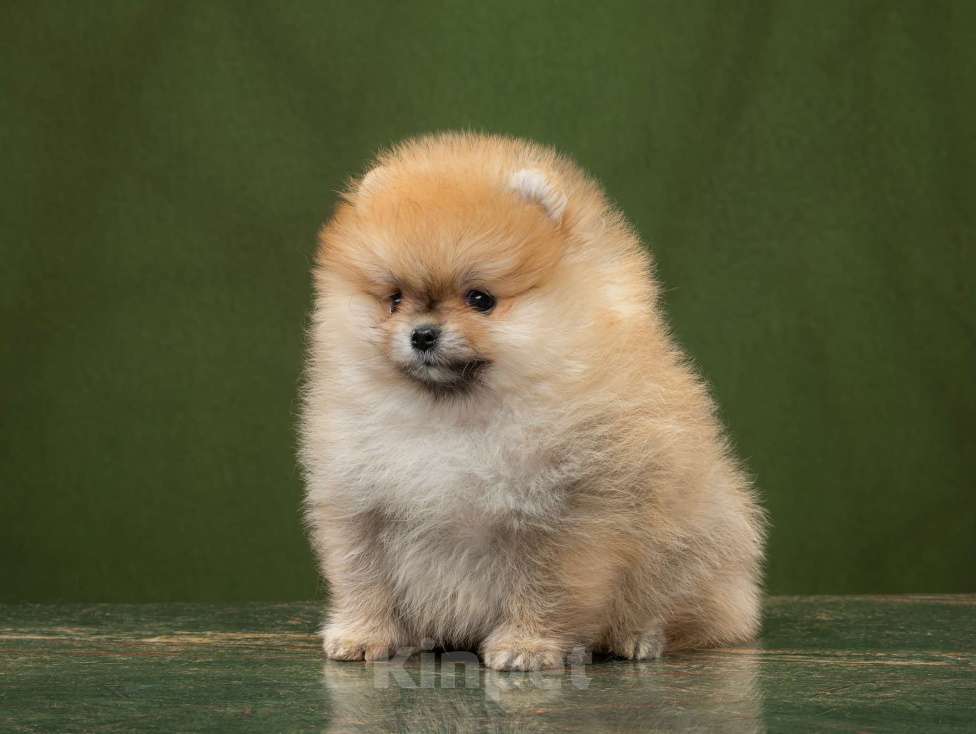 Собаки в Новосибирске: Померанский шпиц Мальчик, 50 000 руб. - фото 3