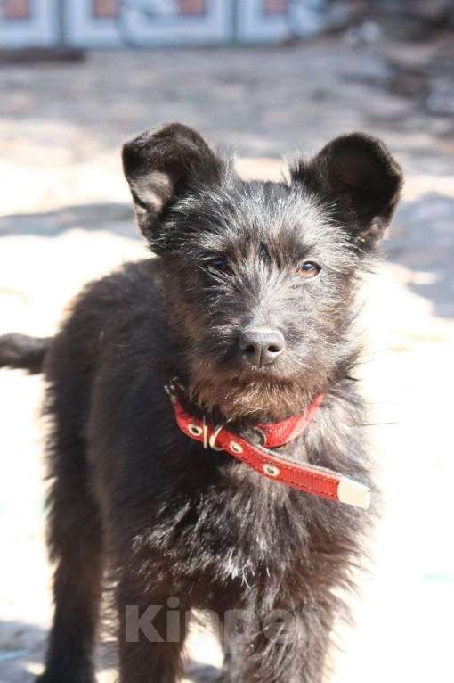 Собаки в Москве: Щенок 4 месяца Ламба в добрые руки Девочка, Бесплатно - фото 2