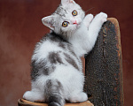 Кошки в Барнауле: Котик-страйт Василь💚 Мальчик, Бесплатно - фото 9