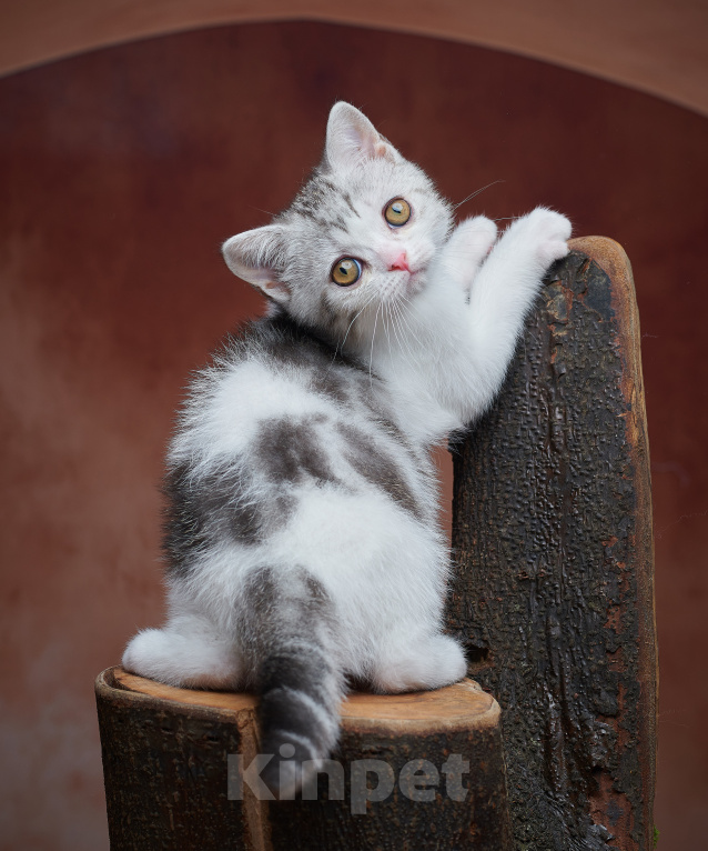 Кошки в Барнауле: Котик-страйт Василь💚 Мальчик, Бесплатно - фото 9