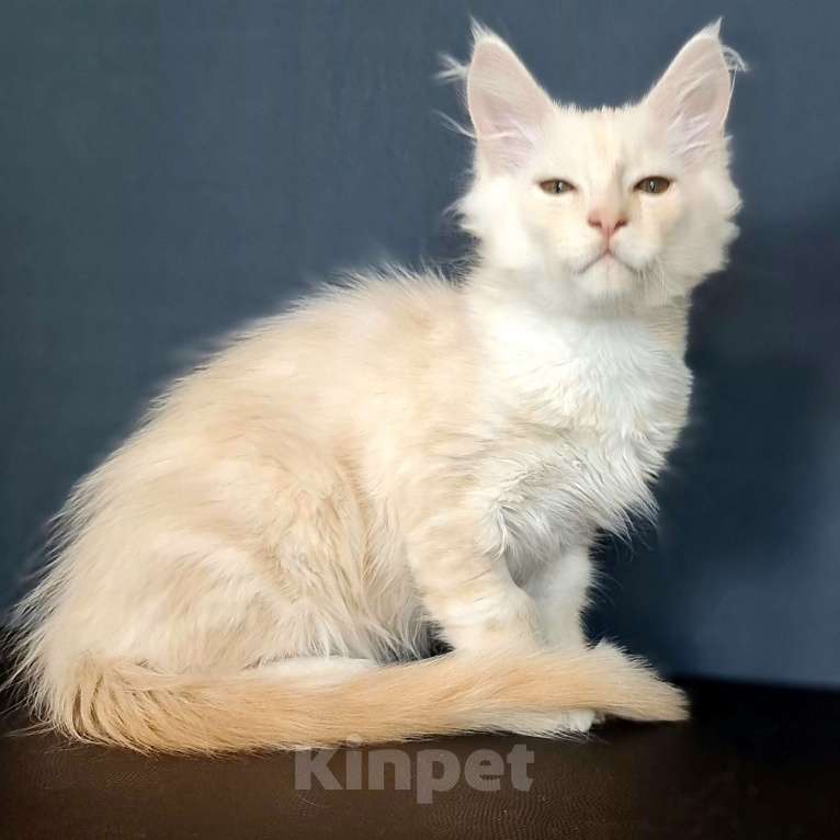 Кошки в других городах Ярославской области: Мейн кун мальчик Мальчик, Бесплатно - фото 2