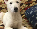 Собаки в Симферополе: Продаются щенки белой швейцарской овчарки Девочка, 25 000 руб. - фото 1