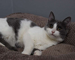 Кошки в Москве: Ласковая 6 мес кошечка Кася ищет семью! Девочка, Бесплатно - фото 6
