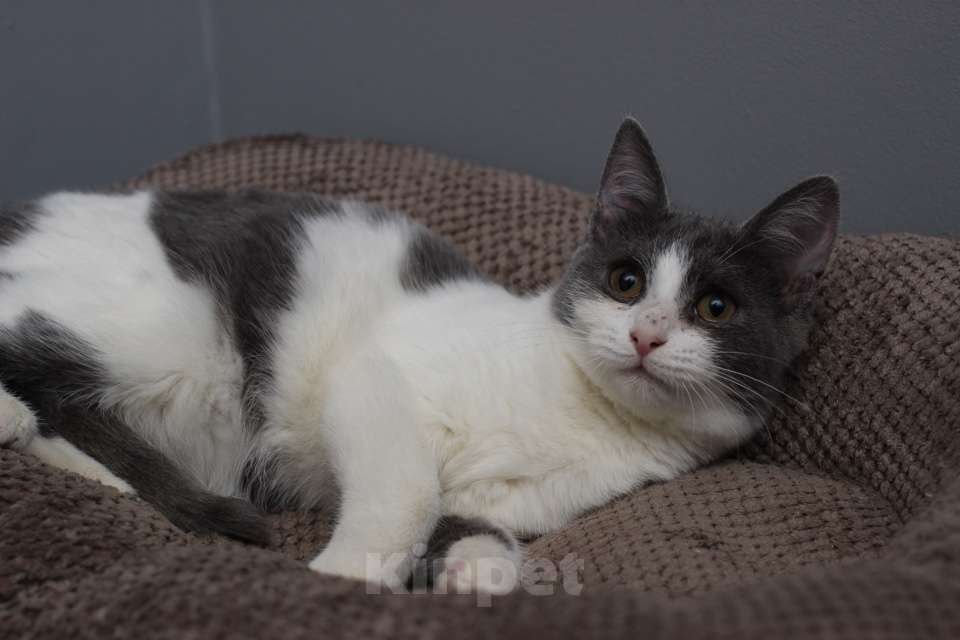 Кошки в Москве: Ласковая 6 мес кошечка Кася ищет семью! Девочка, Бесплатно - фото 6