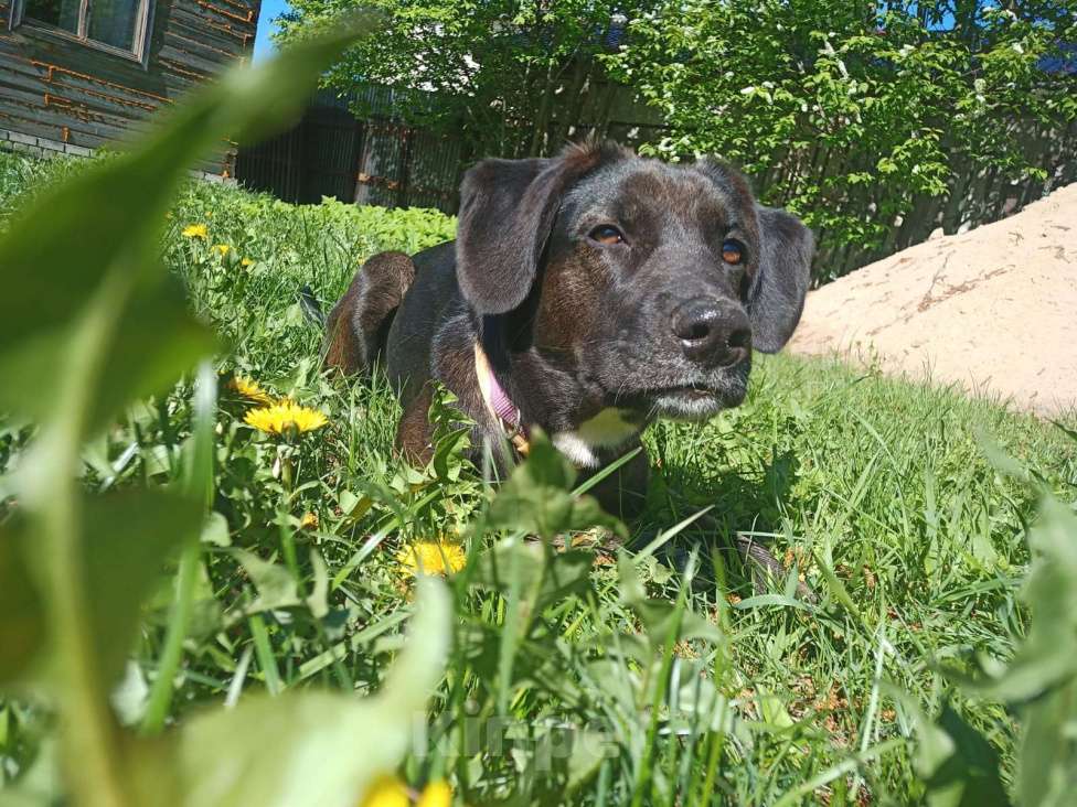 Собаки в других городах Московской области: Пропала Рира! Девочка, 15 000 руб. - фото 4